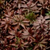 Pieris Japonica 'Katsura' (PBR)