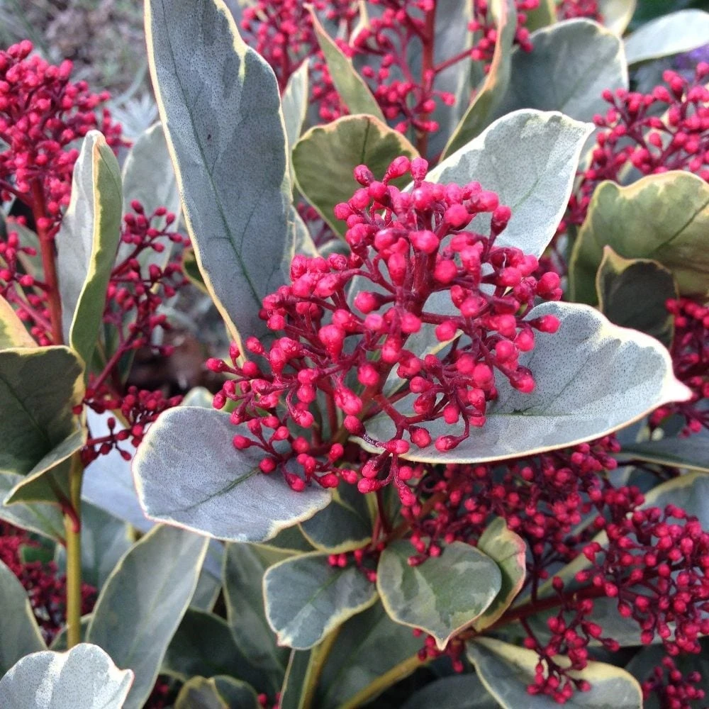 Skimmia Japonica 'Perosa' (PBR) (male) 2 Skimmia Japonica 'Perosa' (PBR) (male) - Image 2