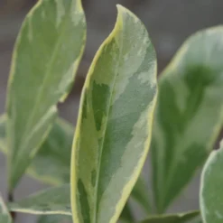 Skimmia Japonica 'Perosa' (PBR) (male) 5 Skimmia Japonica 'Perosa' (PBR) (male) -Cheap Plants Store pl2000037358 card3 lg