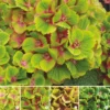 Hydrangea Macrophylla Magical Green Delight ('Hokomagrede') (PBR)