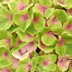 Hydrangea Macrophylla Magical Green Delight ('Hokomagrede') (PBR) -Cheap Plants Store pl2000037395 card3 lg
