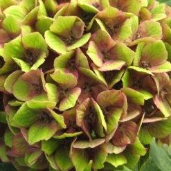 Hydrangea Macrophylla Magical Green Delight ('Hokomagrede') (PBR) -Cheap Plants Store pl2000037395 card4 lg