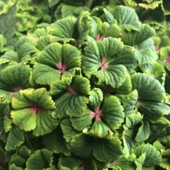 Hydrangea Macrophylla Magical Green Delight ('Hokomagrede') (PBR) -Cheap Plants Store pl2000037395 card5 lg