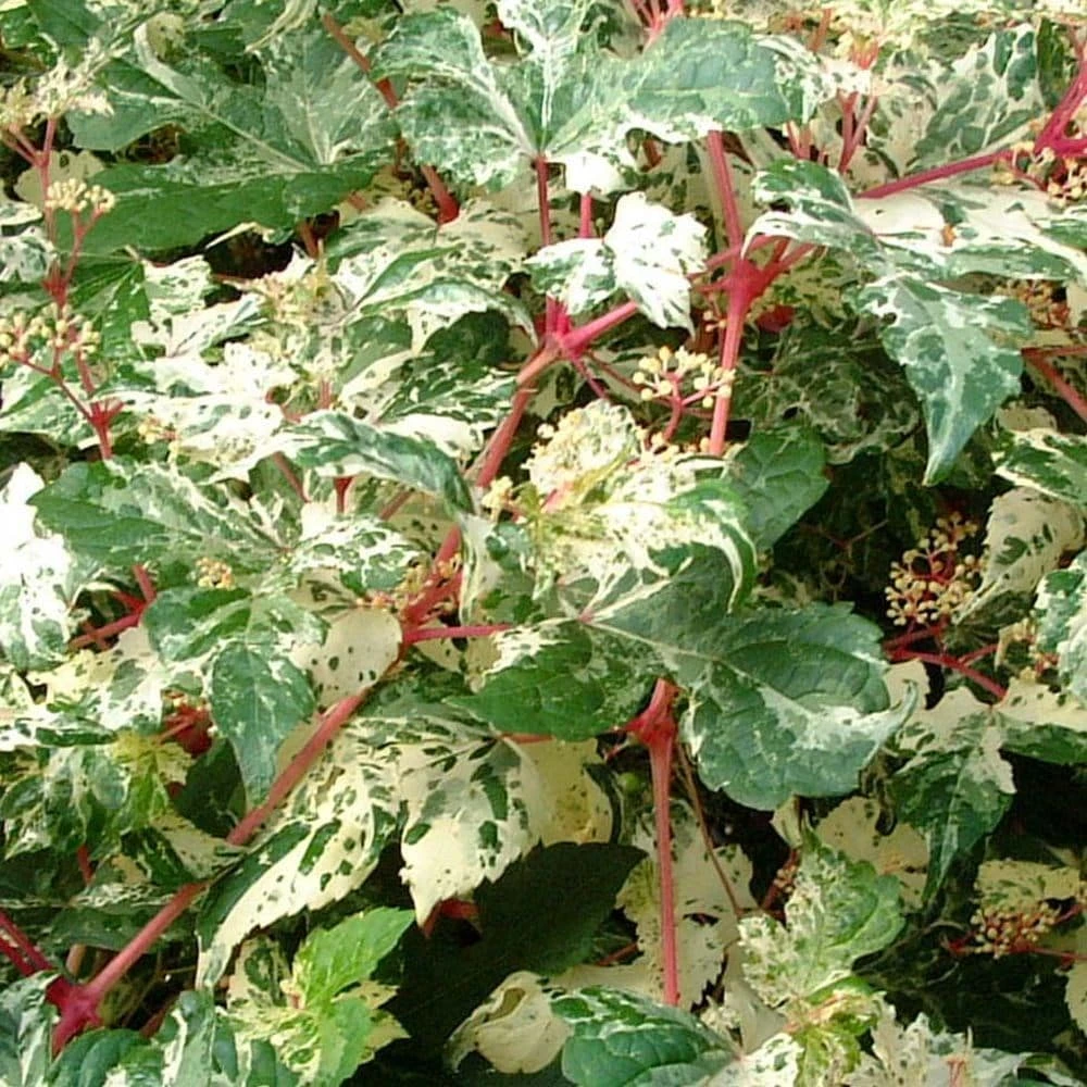 Ampelopsis Brevipedunculata 'Elegans' 2 Ampelopsis Brevipedunculata 'Elegans' - Image 2