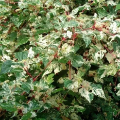 Ampelopsis Brevipedunculata 'Elegans' 5 Ampelopsis Brevipedunculata 'Elegans' -Cheap Plants Store pl2000037432 card3 lg