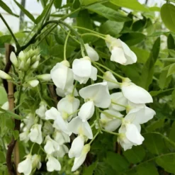 Wisteria Brachybotrys F. Albiflora 'Shiro-kapitan' -Cheap Plants Store pl2000037435 card3 lg