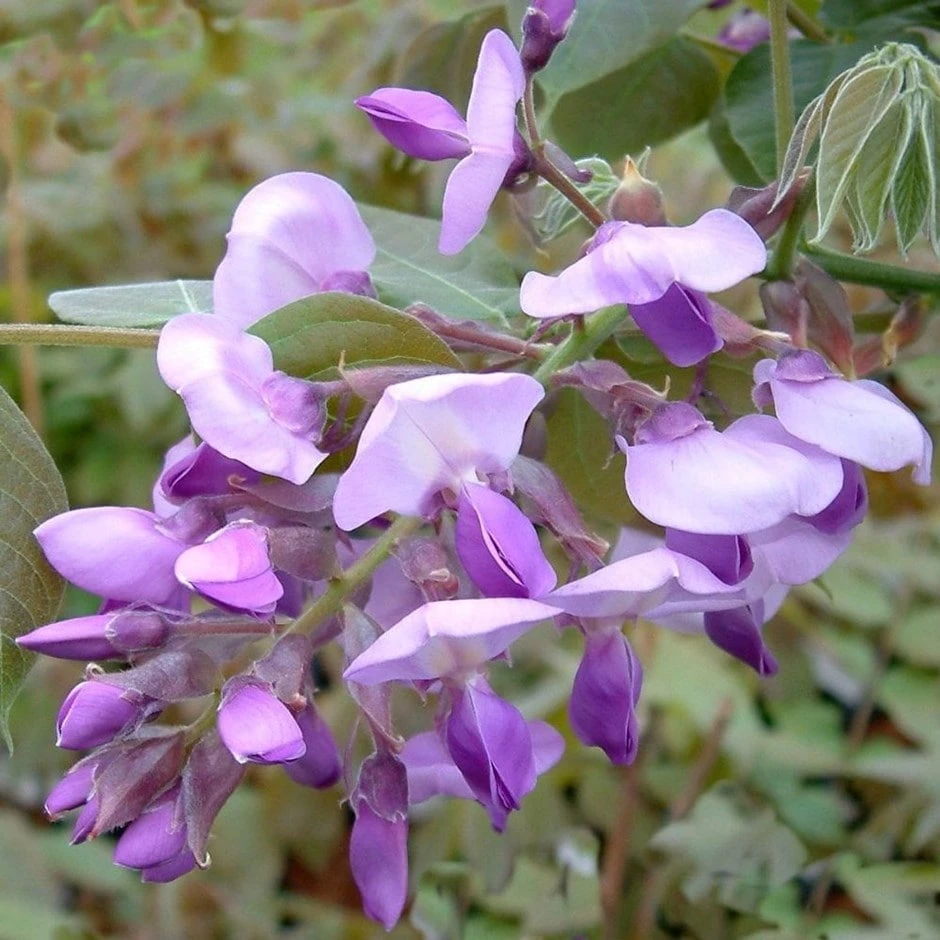 Wisteria Brachybotrys 'Okayama' 1 Wisteria Brachybotrys 'Okayama'