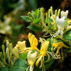 Lonicera Japonica 'Horwood Gem' -Cheap Plants Store pl2000037444 card3 lg