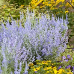 Perovskia Lacey Blue ('Lisslitt') (PBR) -Cheap Plants Store pl2000037478 card3 lg