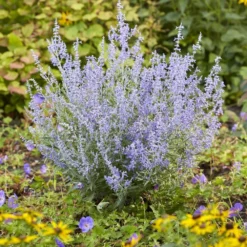 Perovskia Lacey Blue ('Lisslitt') (PBR) -Cheap Plants Store pl2000037478 card4 lg