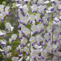 Wisteria Floribunda F. Multijuga