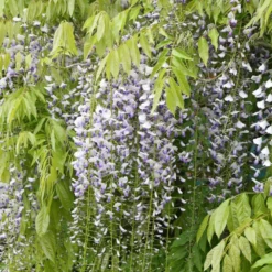 Wisteria Floribunda F. Multijuga -Cheap Plants Store pl2000037592 card3 lg
