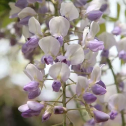 Wisteria Floribunda 'Harlequin' -Cheap Plants Store pl2000037594 card3 lg