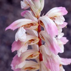 Acanthus 'Whitewater' -Cheap Plants Store pl2000037600 card3 lg