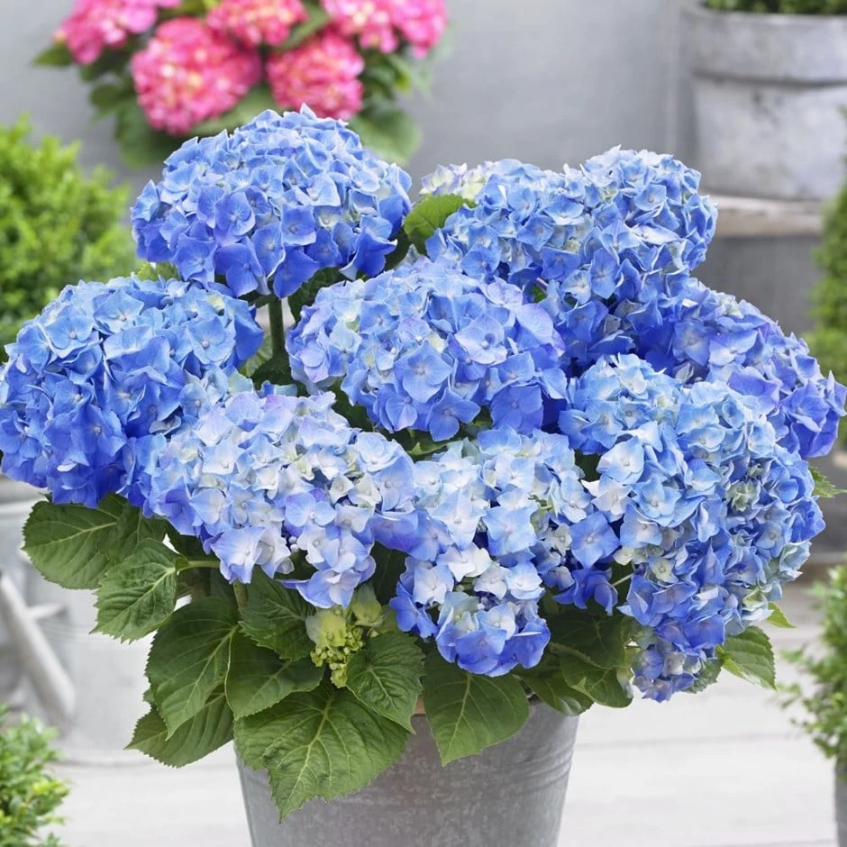 Hydrangea Macrophylla 'Little Blue' 1 Hydrangea Macrophylla 'Little Blue'
