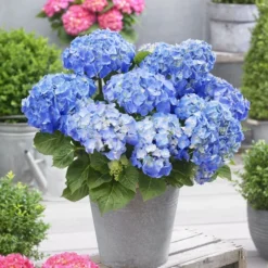 Hydrangea Macrophylla 'Little Blue' 5 Hydrangea Macrophylla 'Little Blue' -Cheap Plants Store pl2000037670 card3 lg