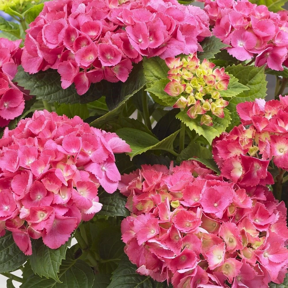Hydrangea Macrophylla 'Little Pink' 2 Hydrangea Macrophylla 'Little Pink' - Image 2