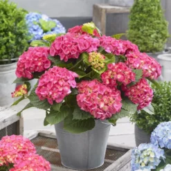 Hydrangea Macrophylla 'Little Pink' 5 Hydrangea Macrophylla 'Little Pink' -Cheap Plants Store pl2000037671 card3 lg