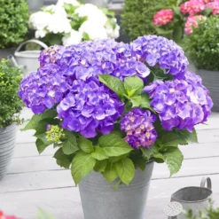 Hydrangea Macrophylla 'Little Purple' -Cheap Plants Store pl2000037672 card3 lg