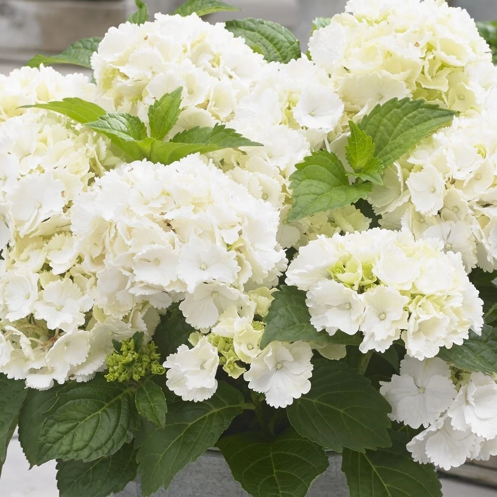 Hydrangea Macrophylla 'Little White' 2 Hydrangea Macrophylla 'Little White' - Image 2