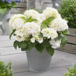 Hydrangea Macrophylla 'Little White' 5 Hydrangea Macrophylla 'Little White' -Cheap Plants Store pl2000037674 card3 lg