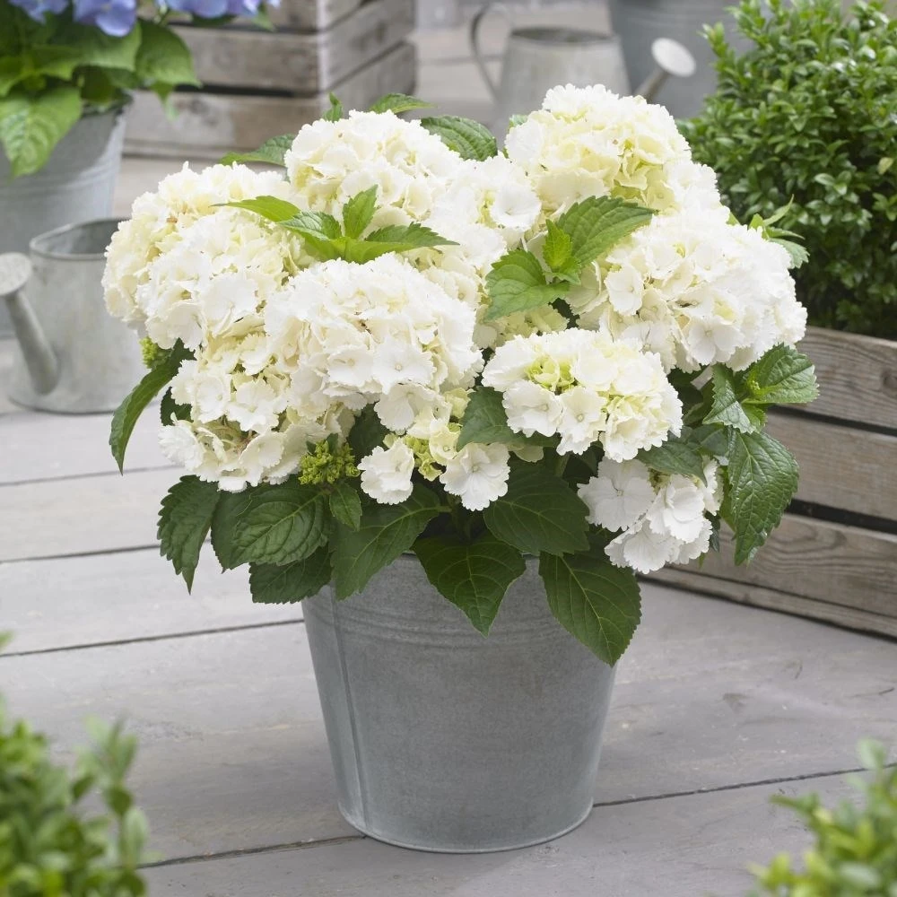 Hydrangea Macrophylla 'Little White' 3 Hydrangea Macrophylla 'Little White' - Image 3