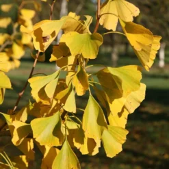 Ginkgo Biloba 5 Ginkgo Biloba -Cheap Plants Store pl2000037713 card3 lg