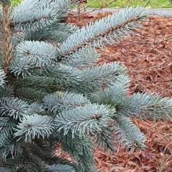 Picea Pungens (Glauca Group) 'Hoopsii'