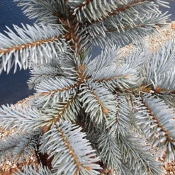 Picea Pungens (Glauca Group) 'Hoopsii' -Cheap Plants Store pl2000037725 card3 lg