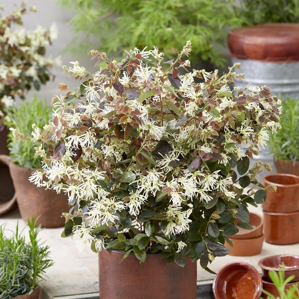 Loropetalum Ruby Snow ('Iwai') (PBR) 2 Loropetalum Ruby Snow ('Iwai') (PBR) - Image 2