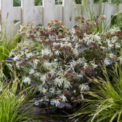 Loropetalum Ruby Snow ('Iwai') (PBR) 6 Loropetalum Ruby Snow ('Iwai') (PBR) -Cheap Plants Store pl2000037743 card3 lg