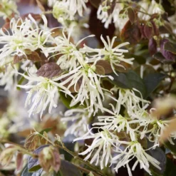 Loropetalum Ruby Snow ('Iwai') (PBR) 7 Loropetalum Ruby Snow ('Iwai') (PBR) -Cheap Plants Store pl2000037743 card4 lg