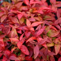 Nandina Domestica Blush Pink ('Aka') (PBR) 5 Nandina Domestica Blush Pink ('Aka') (PBR) -Cheap Plants Store pl2000037744 card3 lg