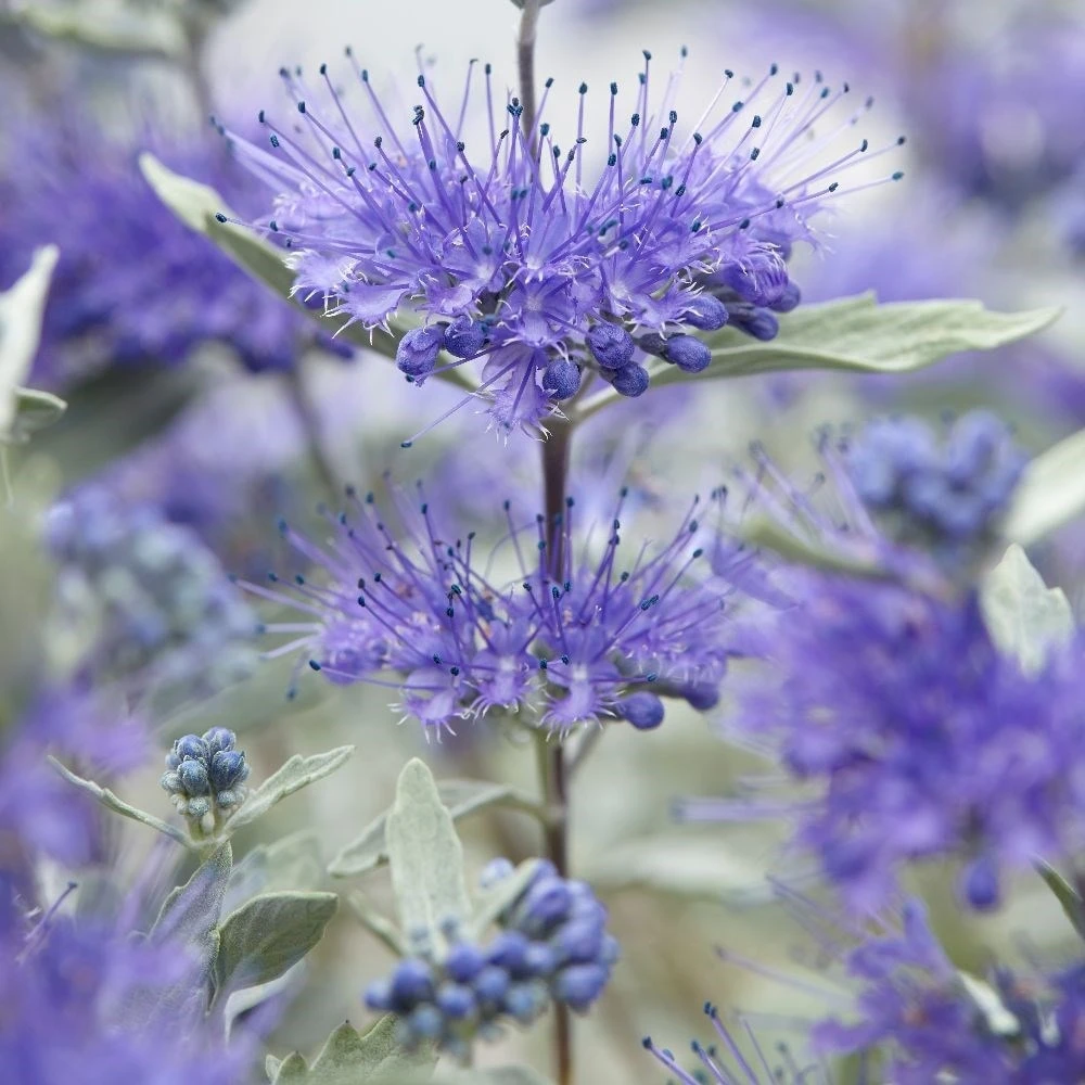 Caryopteris × Clandonensis Sterling Silver ('Lissilv') (PBR) 2 Caryopteris × Clandonensis Sterling Silver ('Lissilv') (PBR) - Image 2