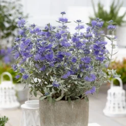 Caryopteris × Clandonensis Sterling Silver ('Lissilv') (PBR) 5 Caryopteris × Clandonensis Sterling Silver ('Lissilv') (PBR) -Cheap Plants Store pl2000037829 card3 lg