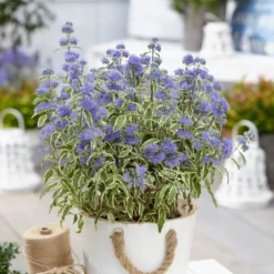 Caryopteris × Clandonensis 'White Surprise' (PBR) 5 Caryopteris × Clandonensis 'White Surprise' (PBR) -Cheap Plants Store pl2000037830 card3 lg