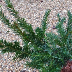 Taxus Baccata 'Repandens' -Cheap Plants Store pl2000038031 card3 lg