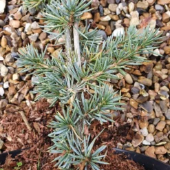 Cedrus Atlantica (Glauca Group) 'Glauca' -Cheap Plants Store pl2000038041 card3 lg
