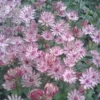 Astrantia Major 'Sparkling Stars Pink' (Sparkling Stars Series)