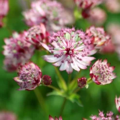 Astrantia Major 'Sparkling Stars Pink' (Sparkling Stars Series) -Cheap Plants Store pl2000038262 card3 lg
