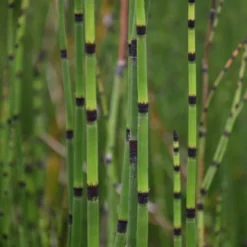 Equisetum Ramosissimum Var. Japonicum