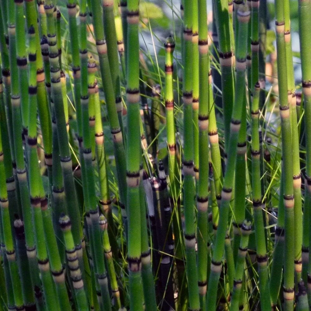 Equisetum Ramosissimum Var. Japonicum 2 Equisetum Ramosissimum Var. Japonicum - Image 2