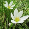 Zephyranthes Candida