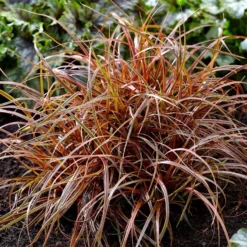 Uncinia Rubra Everflame ('Belinda's Find') (PBR)