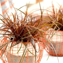 Uncinia Rubra Everflame ('Belinda's Find') (PBR) -Cheap Plants Store pl2000038519 card3 lg