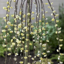 Salix Caprea 'Kilmarnock' -Cheap Plants Store pl2000038529 card3 lg