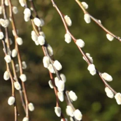 Salix Caprea 'Kilmarnock' -Cheap Plants Store pl2000038529 card4 lg