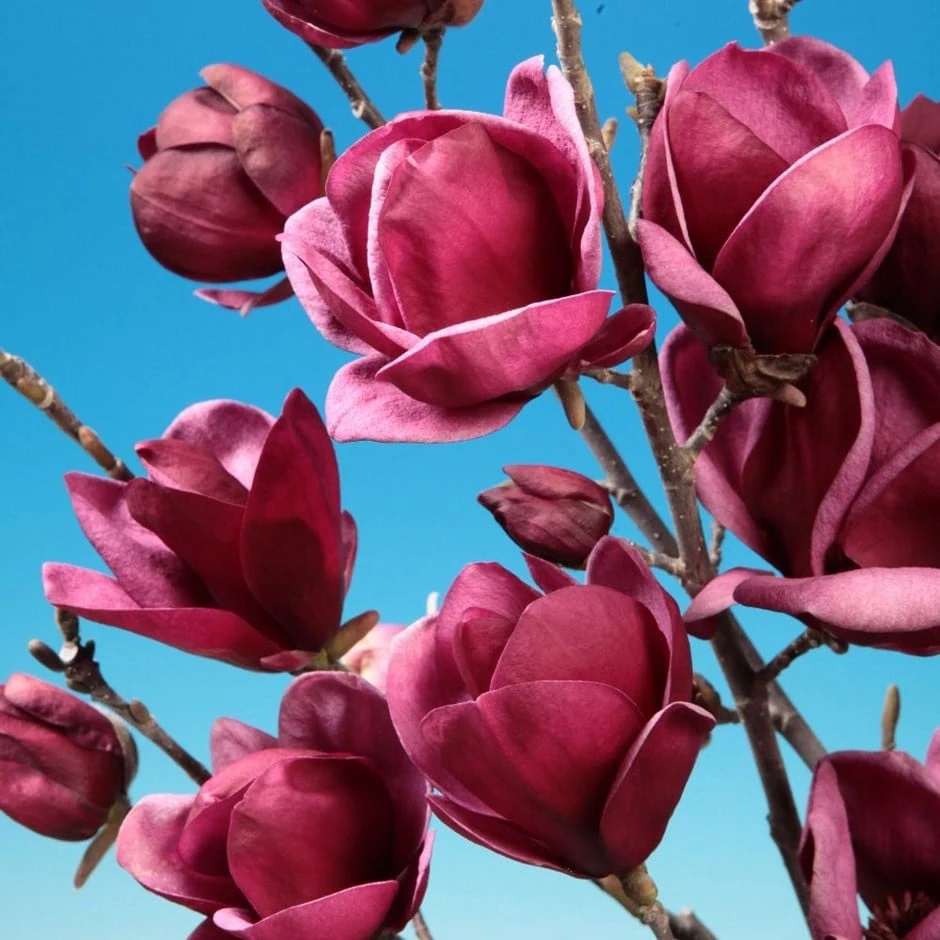 Magnolia 'Genie' (PBR) 1 Magnolia 'Genie' (PBR)