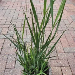 Panicum 'Warrior' -Cheap Plants Store pl2000038659 card3 lg
