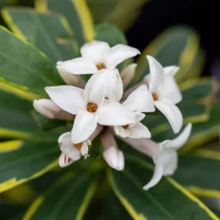 Daphne × Transatlantica 'Summer Ice' -Cheap Plants Store pl2000038818 card3 lg